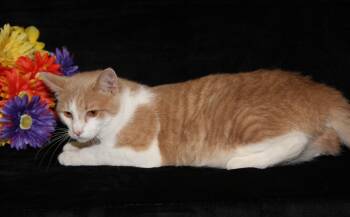 Tabby and Domestic Short Hair Cats Available for Adoption in Marietta, Ohio - Fish (Neutered) (Photos 4/10/2026) | PetCurious