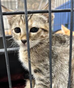 Kia -  Domestic Short Hair Cat for Adoption in Corpus Christi, Texas - Kia | PetCurious