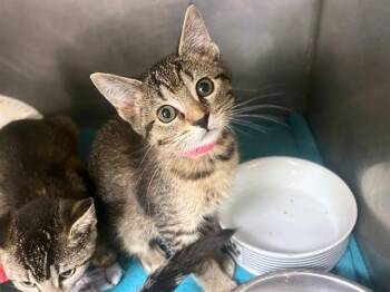 POPPI -  Domestic Short Hair Cat for Adoption in Fort Wayne, Indiana - POPPI | PetCurious