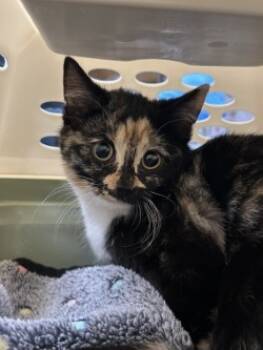 Rescue Domestic Short Hair Cats for Adoption in Munster, Indiana - Swiffer | PetCurious