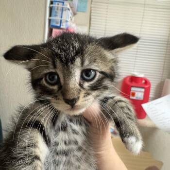 Wish -  Domestic Short Hair Cat for Adoption in Pekin, Illinois - Wish | PetCurious