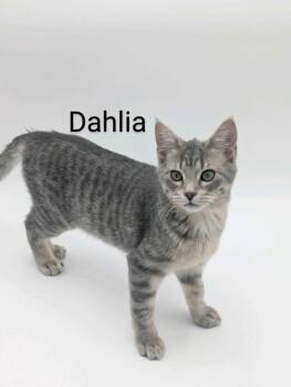 Domestic Short Hair Cats Available for Adoption - Dahlia | PetCurious