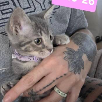 Avery -  Domestic Short Hair Cat for Adoption in Yuma, Arizona - Avery | PetCurious