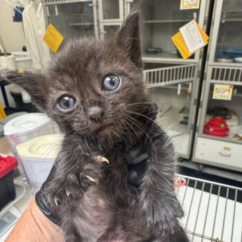 Wiggles McGee -  Domestic Short Hair Cat for Adoption in Grantsville, Utah - Wiggles McGee | PetCurious