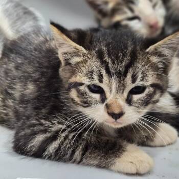 Domestic Short Hair Cats Available for Adoption in Wahiawa, Hawaii - Habanero | PetCurious