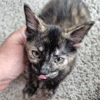 Miami -  Domestic Short Hair Cat for Adoption in Buffalo, Minnesota - Miami | PetCurious