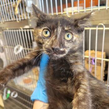 WAGS-Stray-22297 -  Domestic Short Hair Cat for Adoption in Westminster, California - WAGS-Stray-22297 | PetCurious