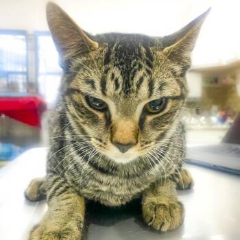 Seahawk -  Domestic Short Hair Cat for Adoption in Chapel Hill, North Carolina - Seahawk | PetCurious