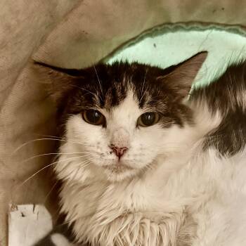Macy -  Domestic Long Hair Cat for Adoption in Grand Rapids, Michigan - Macy | PetCurious