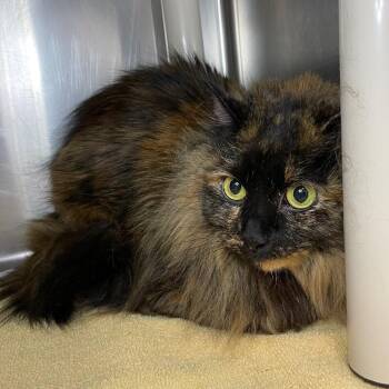 Domestic Long Hair Cats Available for Adoption - Momma | PetCurious