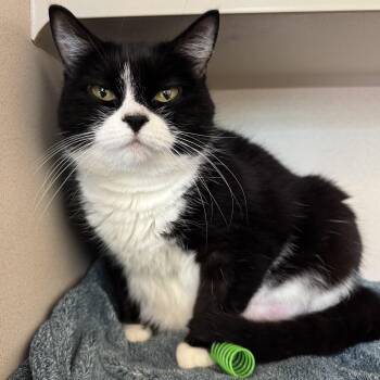 Oreo Tinktink -  Domestic Short Hair Cat for Adoption in Eatontown, New Jersey - Oreo Tinktink | PetCurious