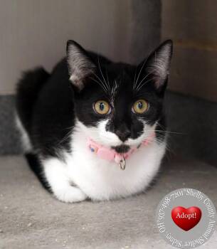 Sorren -  Domestic Short Hair Cat for Adoption in Sidney, Ohio - Sorren | PetCurious