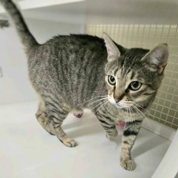 Roxy -  Domestic Short Hair Cat for Adoption in Buffalo, New York - Roxy | PetCurious
