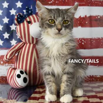 Fancy -  Domestic Long Hair Cat Available for Adoption in Yuma, Arizona - Fancy | PetCurious