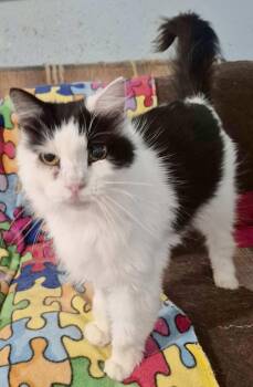 Rescue Norwegian Forest Cat Cats for Adoption - Terri The Air B & B Cat | PetCurious