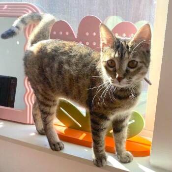 Tabby and Domestic Short Hair Cats Available for Adoption in Friendswood, Texas - Milky Way Candy | PetCurious