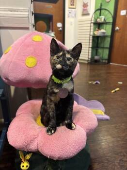 Cricket -  Domestic Short Hair Cat for Adoption in The Colony, Texas - Cricket | PetCurious