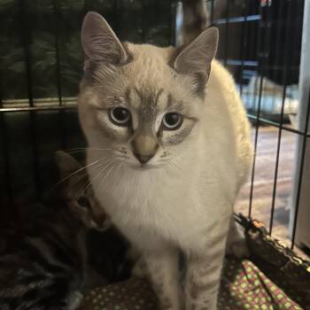Chatter -  Domestic Short Hair Cat for Adoption in Veneta, Oregon - Chatter | PetCurious