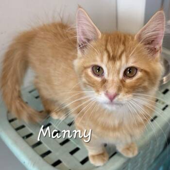 Manny -  Domestic Medium Hair Cat for Adoption in Rushville, Illinois - Manny | PetCurious