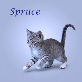 Spruce C26-172 -  Domestic Short Hair Cat for Adoption in Lebanon, Tennessee - Spruce C26-172 | PetCurious