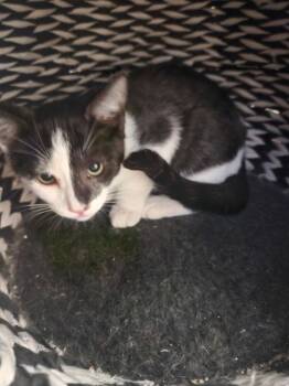 Spencer -  Domestic Short Hair Cat for Adoption in Ontario, California - Spencer | PetCurious