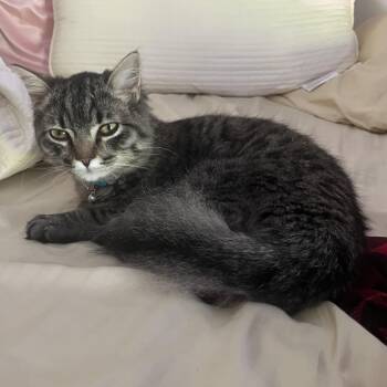 Domestic Long Hair Cats Available for Adoption in Beaufort, Missouri - Ollie | PetCurious