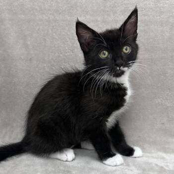 Domestic Short Hair Cats Available for Adoption in Sunnyvale, California - Andy | PetCurious