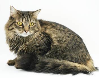 Maine Coon and Tabby Cats Available for Adoption in Bedford Hills, New York - Nala And Charlie- The Queen And King Of Our Hearts!  BONDED Ther | PetCurious