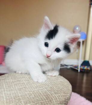Domestic Medium Hair Cats Available for Adoption - Wishbone | PetCurious
