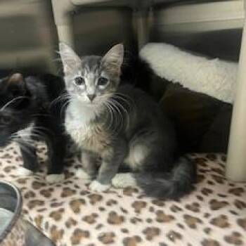 Scoot -  Domestic Medium Hair Cat for Adoption in Detroit Lakes, Minnesota - Scoot | PetCurious