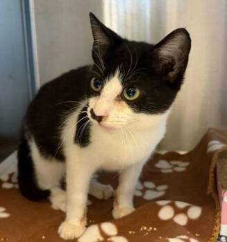 Domestic Short Hair Cats Available for Adoption - Laredo | PetCurious