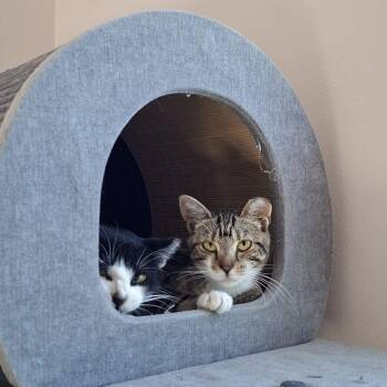 Potato -  American Shorthair Cat for Adoption in New York, New York - Potato | PetCurious