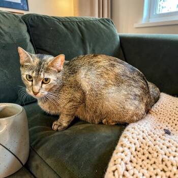 Domestic Short Hair Cats Available for Adoption in Austin, Texas - Orbeez | PetCurious