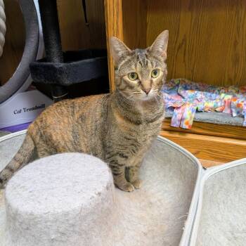 Macy -  Domestic Short Hair Cat for Adoption in Springfield, Illinois - Macy | PetCurious