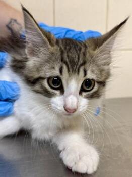 Domestic Medium Hair and Domestic Short Hair Cats Available for Adoption in San Antonio, Texas - Tina | PetCurious