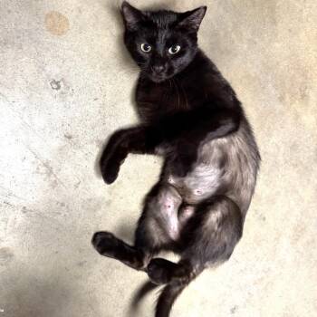 Domestic Short Hair Cats Available for Adoption in Long Beach, California - Ava | PetCurious