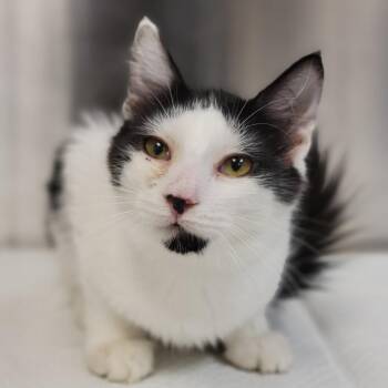 Gustavo -  Domestic Medium Hair Cat for Adoption in Sarasota, Florida - Gustavo | PetCurious