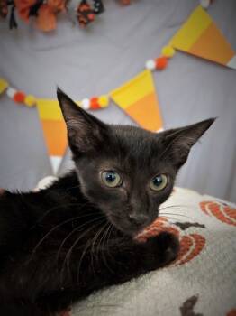 Rescue Domestic Short Hair Cats for Adoption in Cumming, Georgia - Spooky 1366-25 | PetCurious