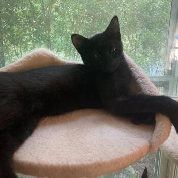 Mila -  Domestic Short Hair Cat for Adoption in Hudson, New York - Mila | PetCurious