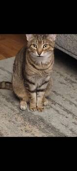 Ariel -  Domestic Short Hair Cat for Adoption in Bloomington, Indiana - Ariel | PetCurious