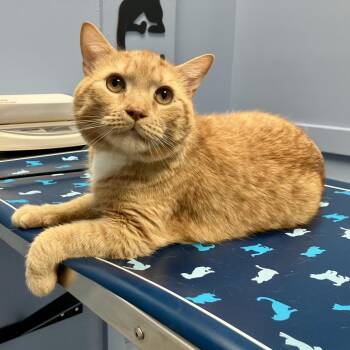 Cinnamon Sugar NRAR -  Domestic Medium Hair Cat for Adoption in Merrifield, Virginia - Cinnamon Sugar NRAR | PetCurious
