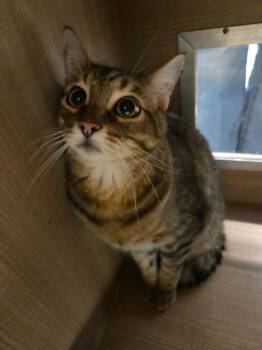 Beau -  Domestic Short Hair Cat for Adoption in Bossier City, Louisiana - Beau | PetCurious