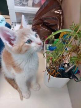 Grace -  Domestic Short Hair Cat for Adoption in Fishers, Indiana - Grace | PetCurious