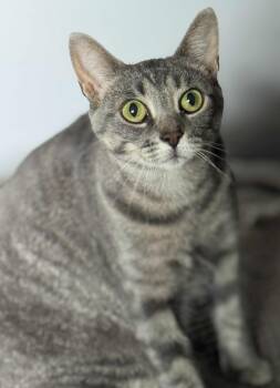 Rescue Domestic Short Hair Cats for Adoption in Spencerville, Ontario - Fiona | PetCurious