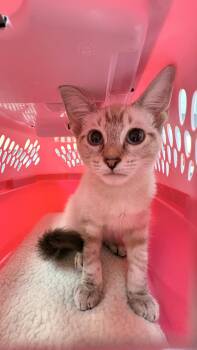 Orion -  Siamese and Domestic Short Hair Cat for Adoption in North Richland Hills, Texas - Orion | PetCurious