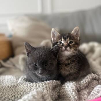 Domestic Short Hair Cats Available for Adoption in Tustin, California - Ginger | PetCurious