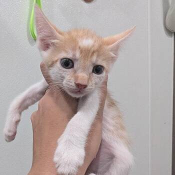 Gran -  Domestic Short Hair Cat for Adoption in Buchanan Dam, Texas - Gran | PetCurious