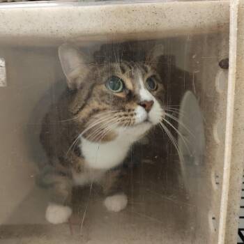 Green -  Domestic Short Hair Cat for Adoption in Philadelphia, Pennsylvania - Green | PetCurious