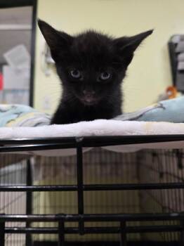 Sight -  Domestic Short Hair Cat for Adoption in Meriden, Connecticut - Sight | PetCurious