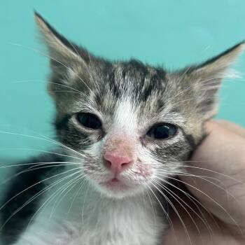 Daki -  Domestic Short Hair Cat Available for Adoption in Guaynabo, Guaynabo - Daki | PetCurious